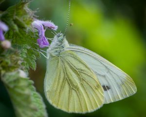 Preview wallpaper green-veined white, butterfly, flower, macro