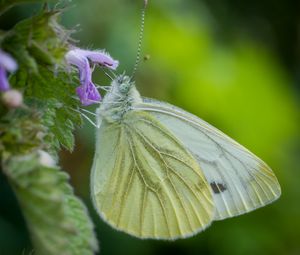 Preview wallpaper green-veined white, butterfly, flower, macro