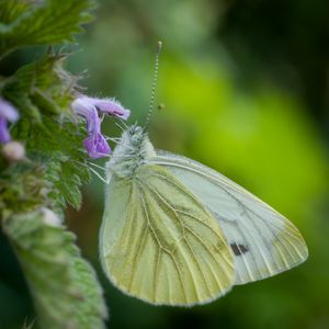 Preview wallpaper green-veined white, butterfly, flower, macro