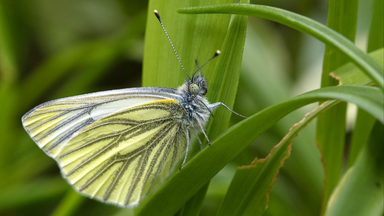 Wallpaper green-veined white, butterfly, grass, leaves, macro