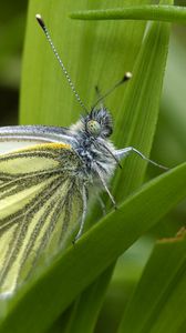 Preview wallpaper green-veined white, butterfly, grass, leaves, macro