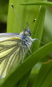 Preview wallpaper green-veined white, butterfly, grass, leaves, macro