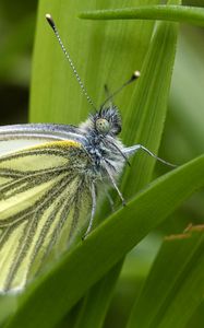 Preview wallpaper green-veined white, butterfly, grass, leaves, macro