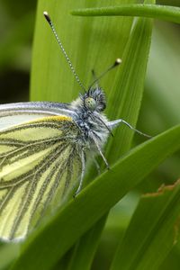 Preview wallpaper green-veined white, butterfly, grass, leaves, macro