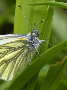 Preview wallpaper green-veined white, butterfly, grass, leaves, macro