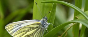 Preview wallpaper green-veined white, butterfly, grass, leaves, macro