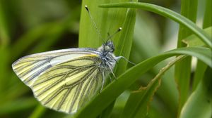 Preview wallpaper green-veined white, butterfly, grass, leaves, macro