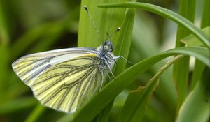 Preview wallpaper green-veined white, butterfly, grass, leaves, macro