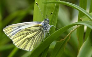 Preview wallpaper green-veined white, butterfly, grass, leaves, macro