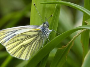 Preview wallpaper green-veined white, butterfly, grass, leaves, macro