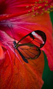 Preview wallpaper greta oto, butterfly, flower, macro, red