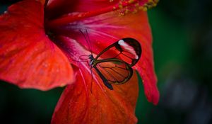 Preview wallpaper greta oto, butterfly, flower, macro, red