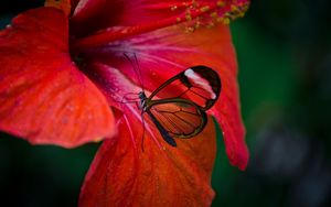 Preview wallpaper greta oto, butterfly, flower, macro, red