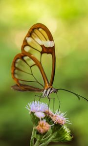 Preview wallpaper greta oto, butterfly, wings, transparent, flower