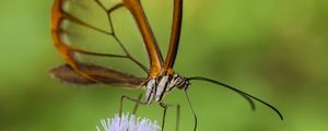 Preview wallpaper greta oto, butterfly, wings, transparent, flower