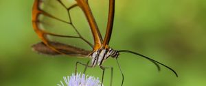 Preview wallpaper greta oto, butterfly, wings, transparent, flower