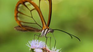 Preview wallpaper greta oto, butterfly, wings, transparent, flower