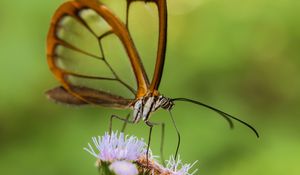 Preview wallpaper greta oto, butterfly, wings, transparent, flower