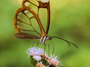 Preview wallpaper greta oto, butterfly, wings, transparent, flower