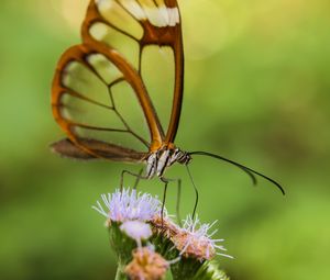 Preview wallpaper greta oto, butterfly, wings, transparent, flower