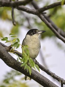 Preview wallpaper grey butcherbird, bird, branch, leaves