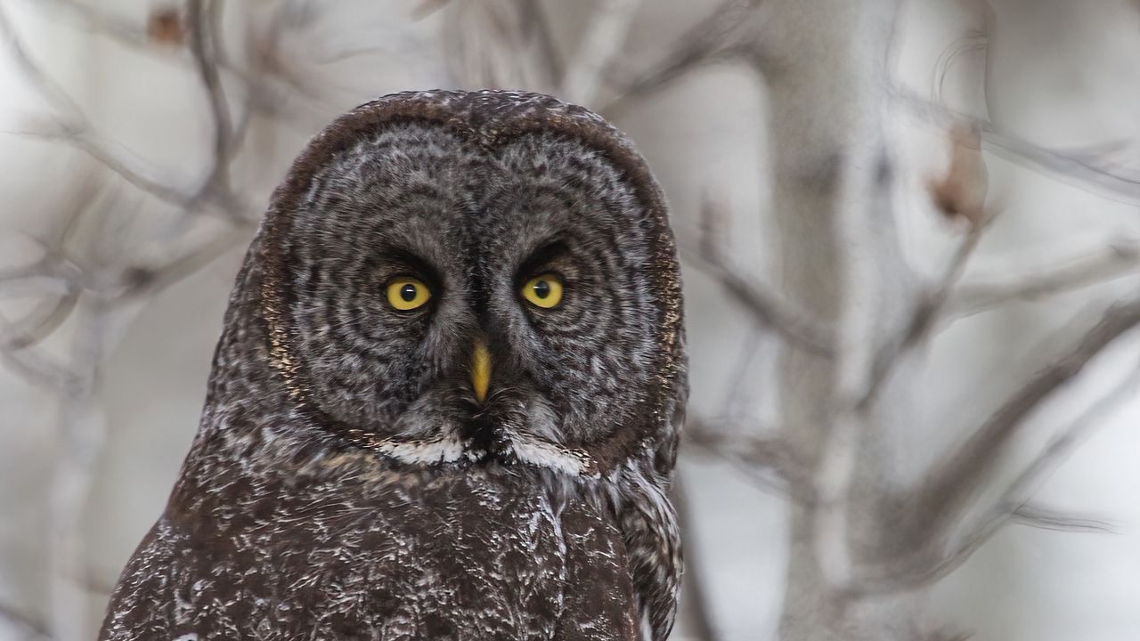 Wallpaper grey owl, owl, bird