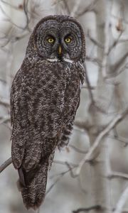 Preview wallpaper grey owl, owl, bird