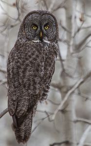 Preview wallpaper grey owl, owl, bird