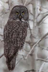 Preview wallpaper grey owl, owl, bird