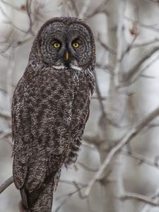 Preview wallpaper grey owl, owl, bird