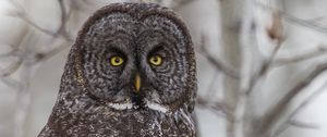 Preview wallpaper grey owl, owl, bird