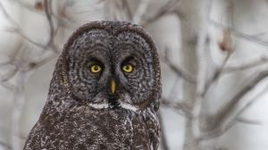 Preview wallpaper grey owl, owl, bird