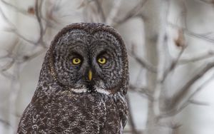 Preview wallpaper grey owl, owl, bird