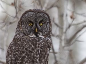 Preview wallpaper grey owl, owl, bird