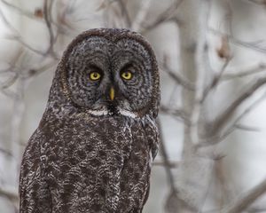 Preview wallpaper grey owl, owl, bird