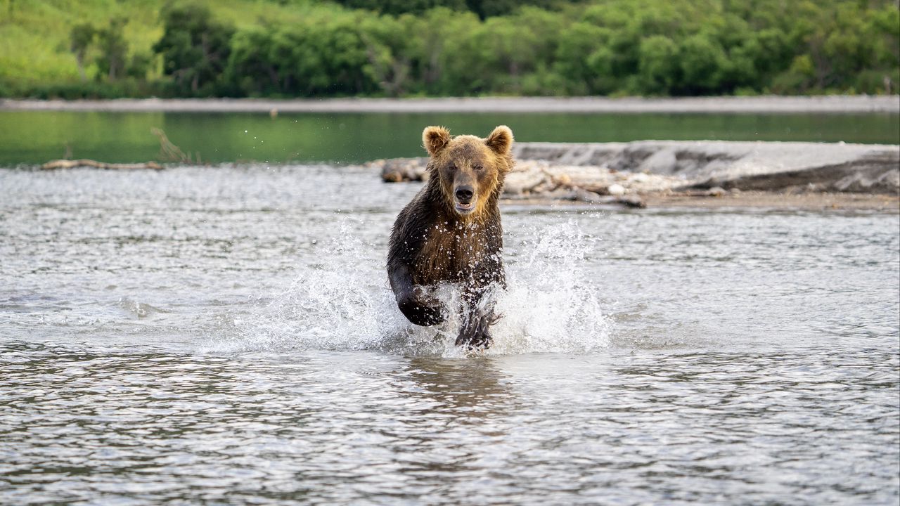 Wallpaper grizzly, bear, animal, splashes, river