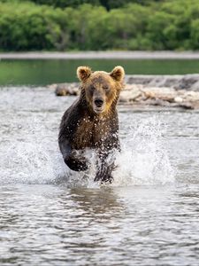 Preview wallpaper grizzly, bear, animal, splashes, river