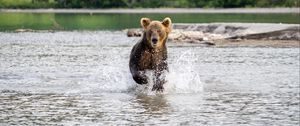 Preview wallpaper grizzly, bear, animal, splashes, river