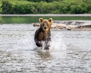 Preview wallpaper grizzly, bear, animal, splashes, river