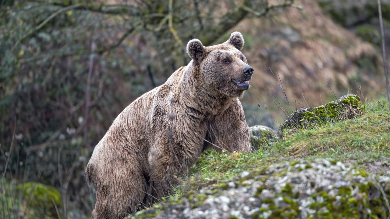 Wallpaper grizzly, bear, animal, slope