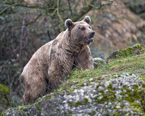 Preview wallpaper grizzly, bear, animal, slope