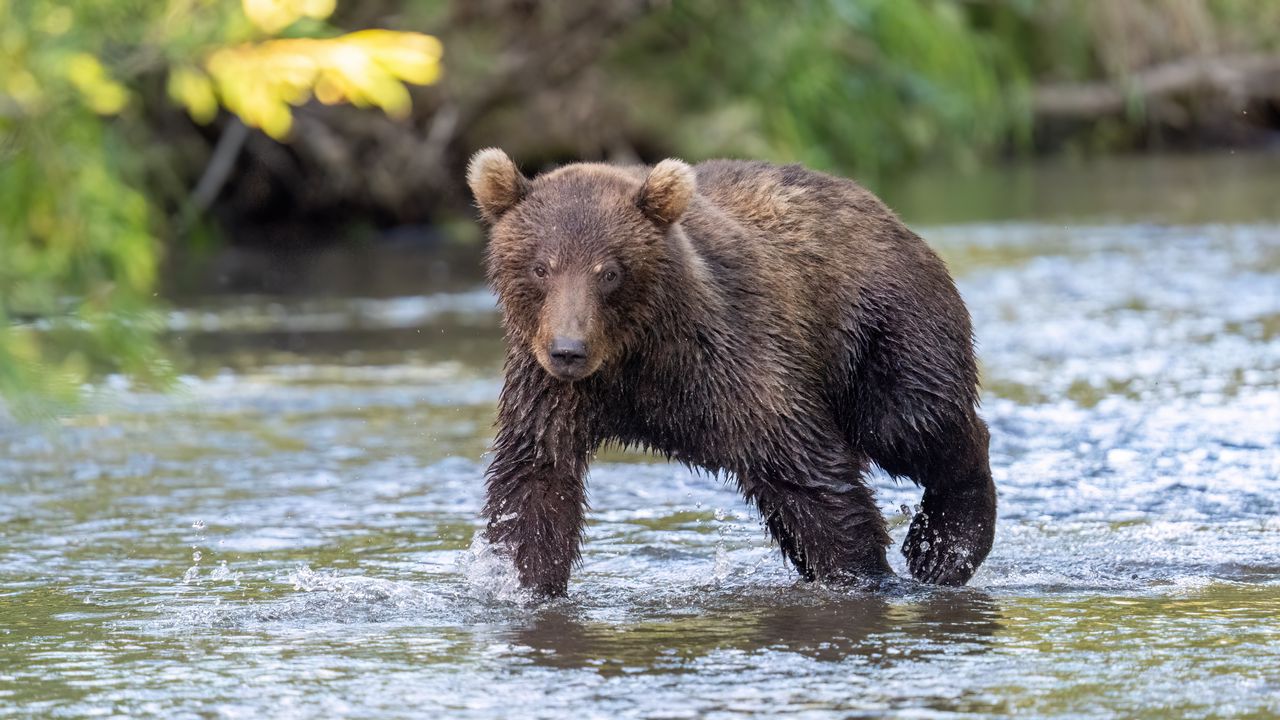Wallpaper grizzly, bear cub, wet, river, wildlife, blur