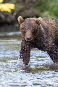 Preview wallpaper grizzly, bear cub, wet, river, wildlife, blur