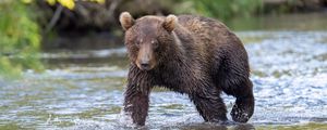 Preview wallpaper grizzly, bear cub, wet, river, wildlife, blur