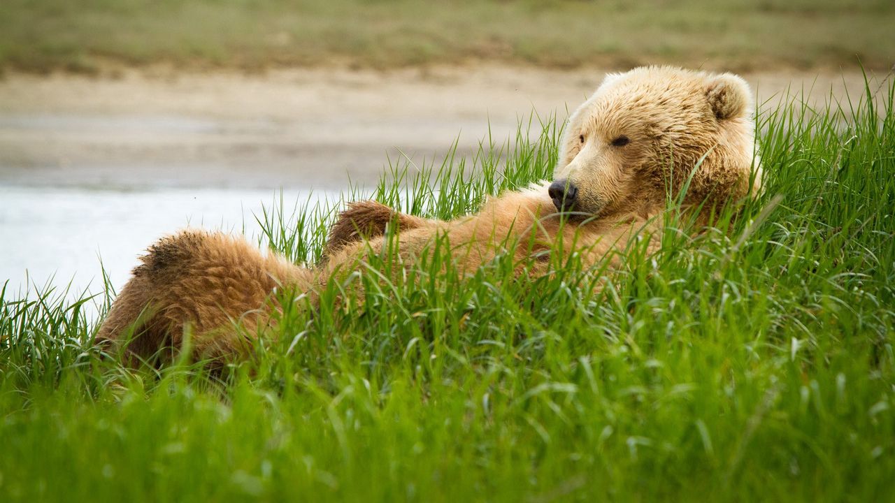 Wallpaper grizzly, bear, grass, lie, funny
