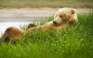 Preview wallpaper grizzly, bear, grass, lie, funny