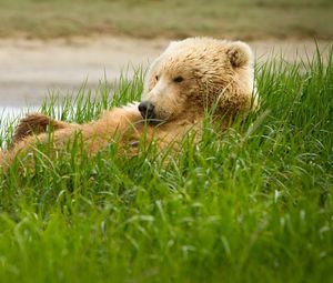 Preview wallpaper grizzly, bear, grass, lie, funny