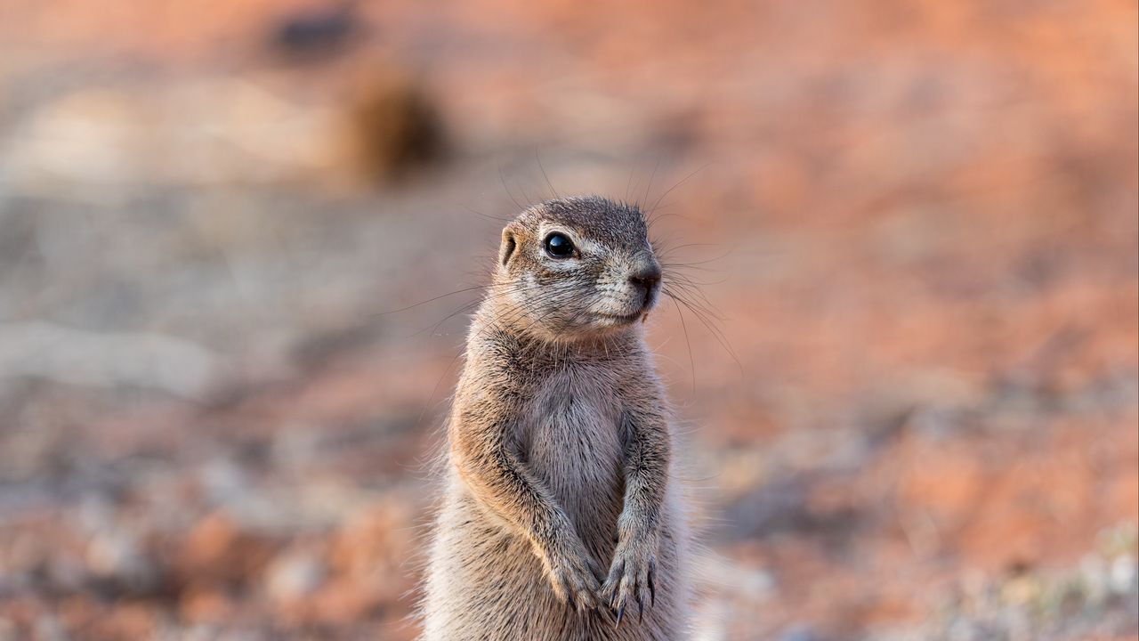 Wallpaper ground squirrel, glance, eyes, animal, nature