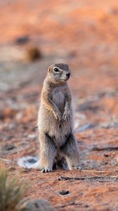 Preview wallpaper ground squirrel, glance, eyes, animal, nature