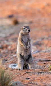 Preview wallpaper ground squirrel, glance, eyes, animal, nature